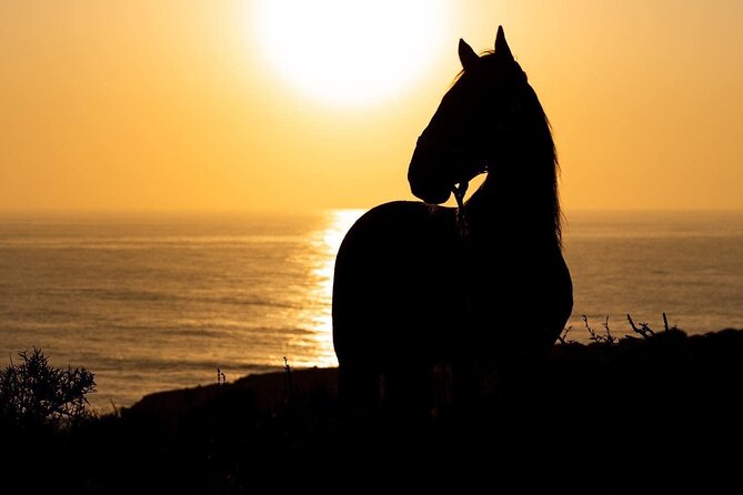 1 hour horse ride on the beach of essaouira - Is $34.89 good value?