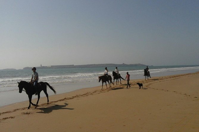 1 hour horse ride on the beach of essaouira - Returning through eucalyptus and mimosa