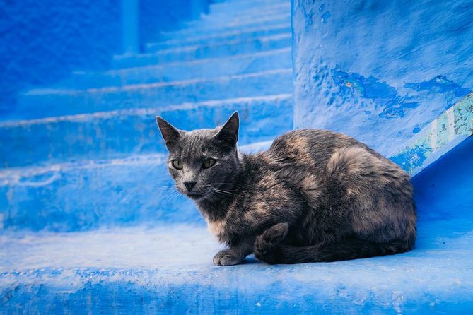 10-days Private tour in Morocco: Sahara Desert + Imperial Cities - Chefchaouen: blue lanes and an easier medina