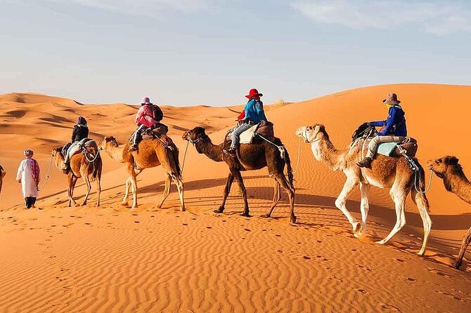 2Days Share Tour From Fes To Marrakech Or Fes Via Sahara & camel - Ifrane and the cedar forest: a cool start to a hot desert trip