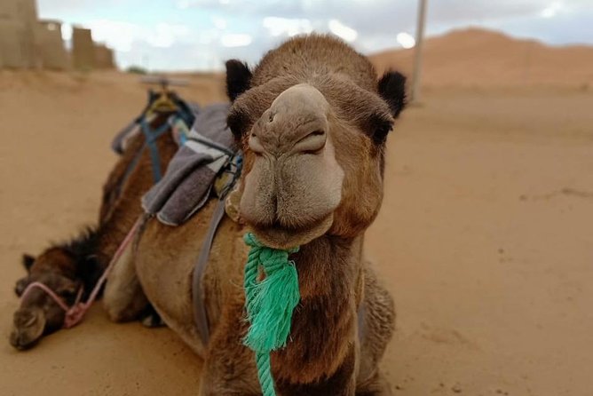 3 Days 2 Nights: Desert Tour from Fes to Marrakech - Day 1: Ifrane, Midelt, and the Ziz Valley