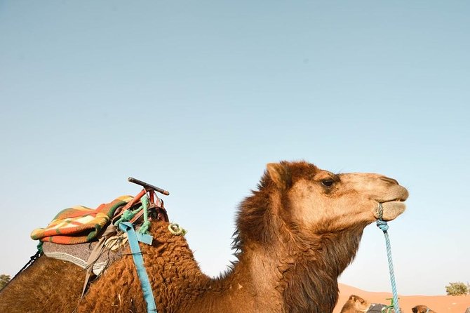 3 Days Desert Tour from Fes to Marrakech via Merzouga - What is included, and what you still pay for