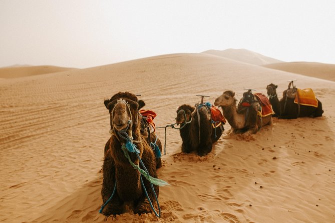 3-Days Sahara Desert Tour from Fez to Marrakech - Who should book this tour?