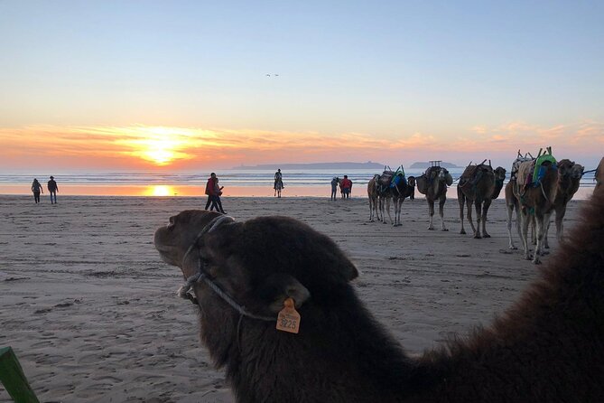 3-hour camel ride at sunset - Guides, photos, and local stories