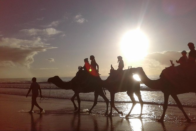 3-hour camel ride at sunset - Camel or horse: which should you choose?