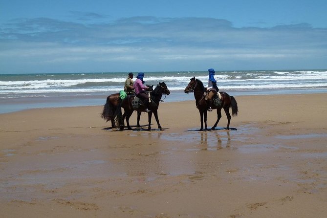 3 hours horse riding in Essaouira, beach, forest and dunes - Starting in Diabat with an Arabian-Barb horse