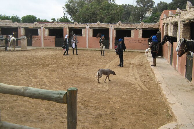 3 hours horse riding in Essaouira, beach, forest and dunes - How the pickup works in Essaouira