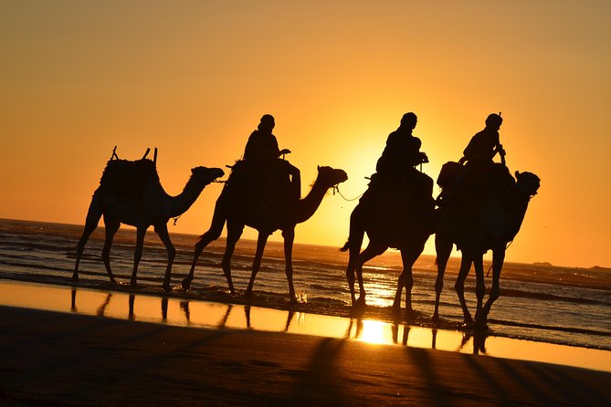 3 hours ride on camel at sunset - Eucalyptus woods, tea, and a family-style snack