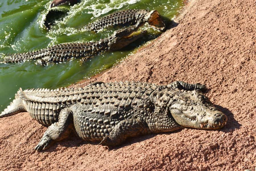 Agadir: Agadir Crocodile Park Adventure - Reaching the crocodile park from Agadir