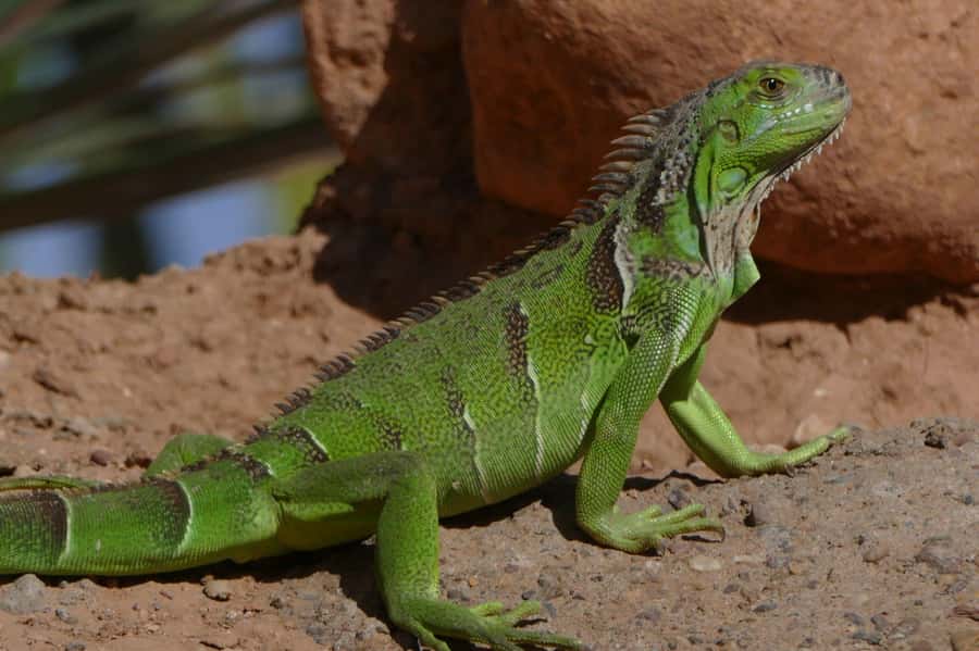 Agadir: Agadir Crocodile Park Adventure - Seeing 300 Nile crocodiles up close