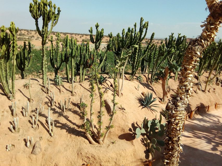 Agadir: Agadir Crocodile Park Adventure - Beyond crocodiles: snakes, tortoises, iguanas, and lizards