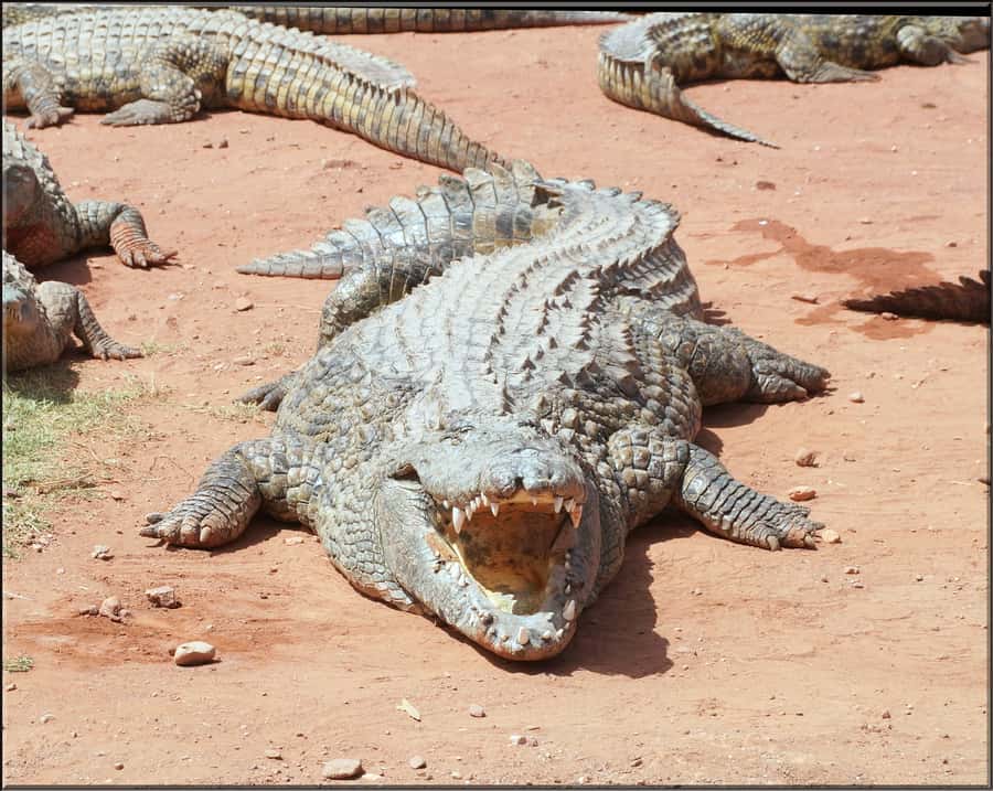 Agadir: Agadir Crocodile Park Adventure - Feeding time, the zip line, and other extras
