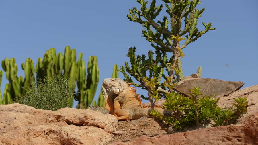 Agadir: Agadir Crocodile Park Adventure - The optional city, camel, and quad-bike choices