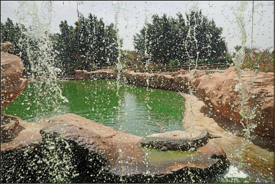 Agadir: Agadir Crocodile Park Adventure - Souvenirs, snacks, and the return trip