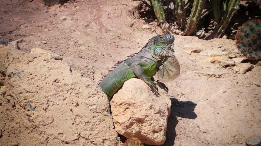 Agadir: Agadir Crocodile Park Adventure - The giant crocodile entrance