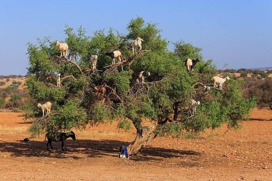 Agadir: Agafay Desert Quad Biking With Goats On The Tree - Meeting the goats in the argan trees