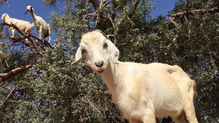 Agadir: ATV Quad Biking and Goats On Argan Trees with Tea - Quick points before you book