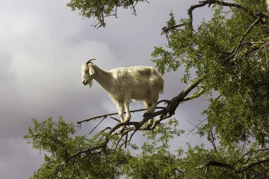 Agadir: ATV Quad Biking and Goats On Argan Trees with Tea - Goats in argan trees, with a closer look at rural life