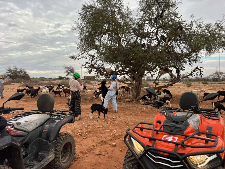 Agadir: ATV Quad Biking and Goats On Argan Trees with Tea - Guides, group size, and how safe the ride feels
