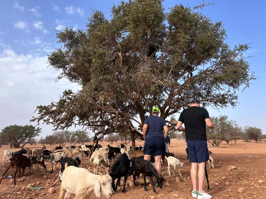 Agadir: Cable Car, Crocopark, and Goats on Trees Tour - Meeting the goats in the argan trees