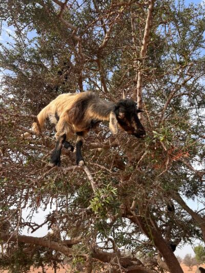 Cable Car, Crocopark, and Goats on Trees Tour