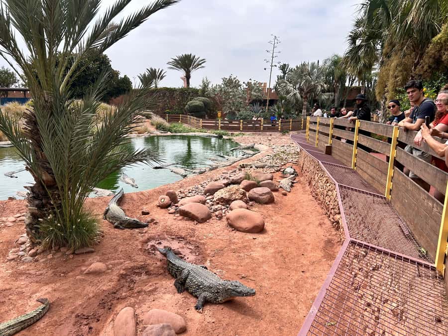Agadir: Cable Car, Crocopark, and Goats on Trees Tour - Spending time at Agadir Crocopark