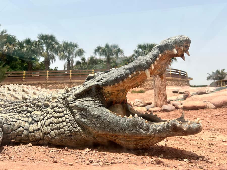 Agadir: Cable Car, Crocopark, and Goats on Trees Tour - What to bring and how to handle the day