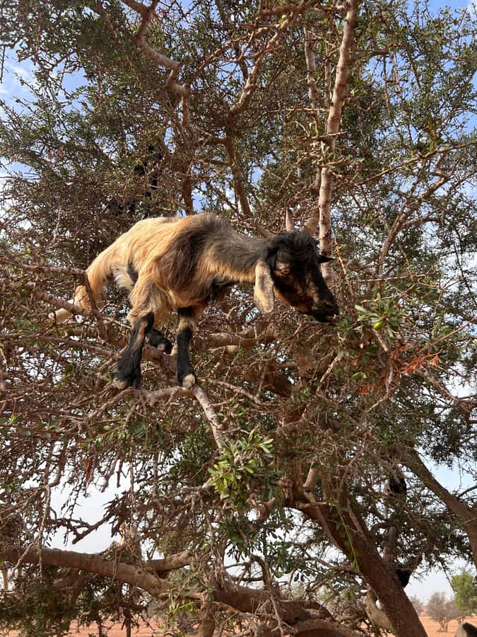 Agadir: Cable Car, Crocopark, and Goats on Trees Tour - Riding the cable car to Kasbah Oufella