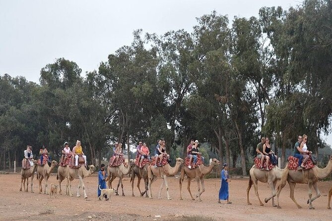 Agadir Camel Ride Experience - Mint tea, Moroccan cakes, and the return to the ranch