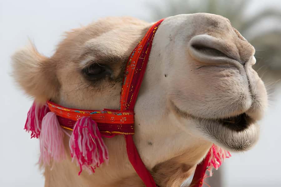 Agadir: Camel Ride Experience With Dinner Option - A camel ride beside Agadir’s river country