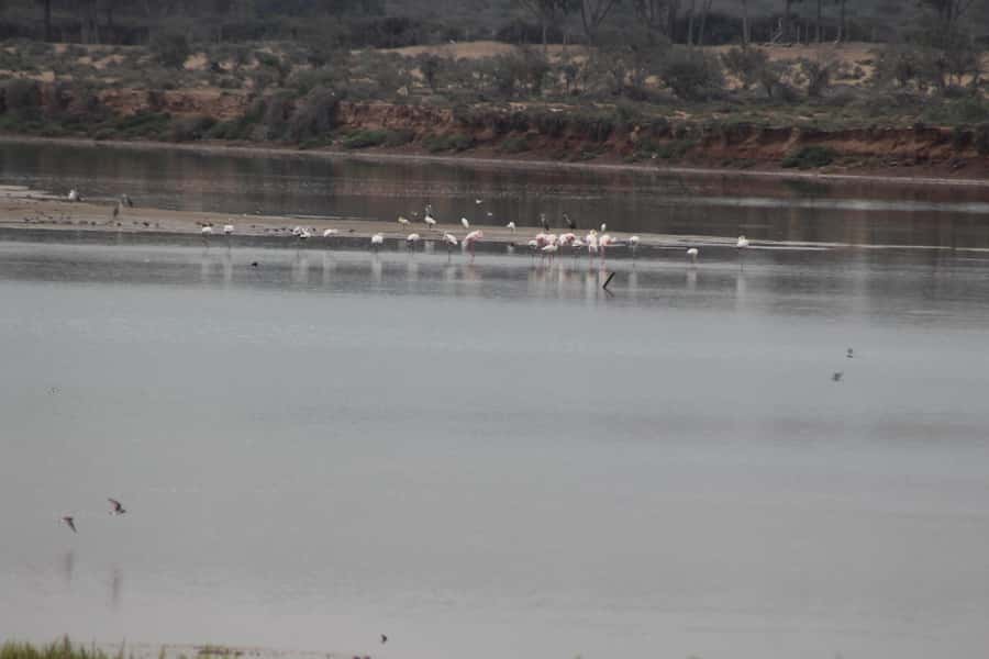 Agadir Camel Ride Flamingo River & BBQ Dinner - The eucalyptus forest and the road-side reality