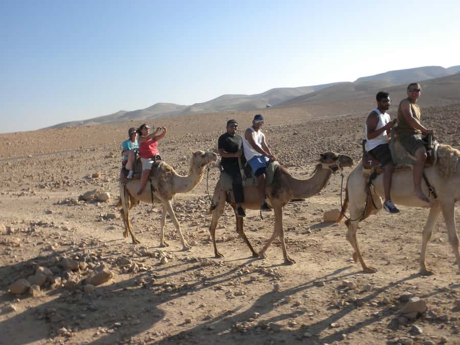 Agadir Camel Ride Flamingo River & BBQ Dinner - How the $21 price measures up