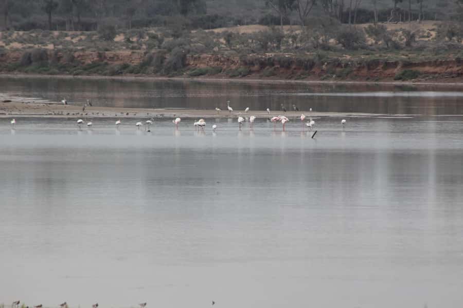 Agadir Camel Ride Flamingo River & BBQ Dinner - What the two-hour camel ride is really like