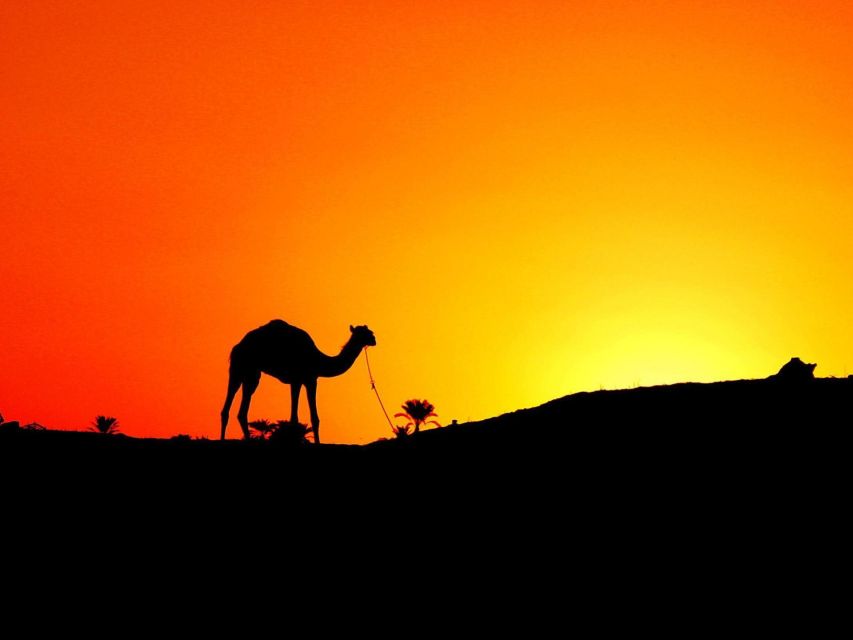 Agadir: Camel Ride With Tea & BBQ Dinner Option - Who should book this Agadir camel ride?