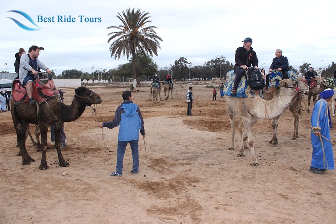 Agadir Camel Riding - Crossing eucalyptus trees and sandy ground