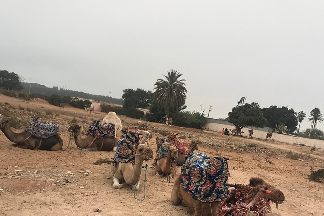 Agadir Camel Riding - Is the $23.26 price good value?