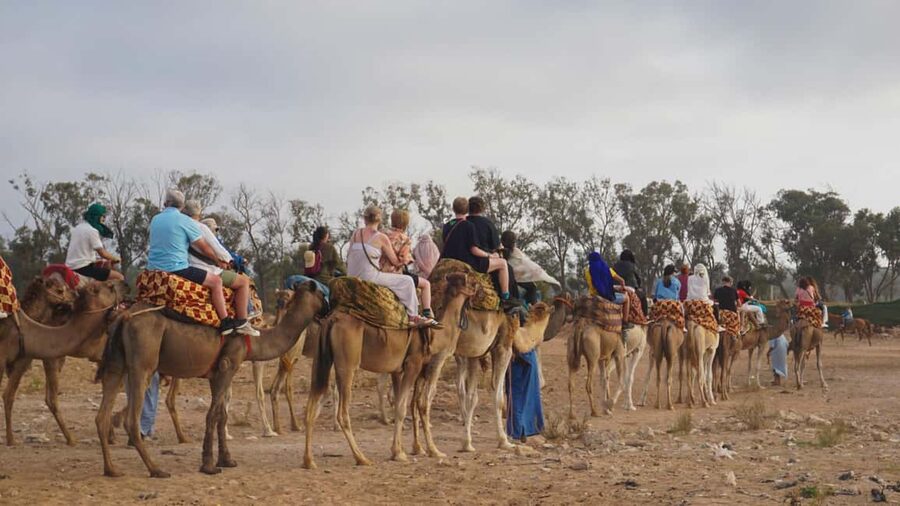 Agadir: Camel Riding Tour with Tea Drink - Meeting the camels and settling into the ride