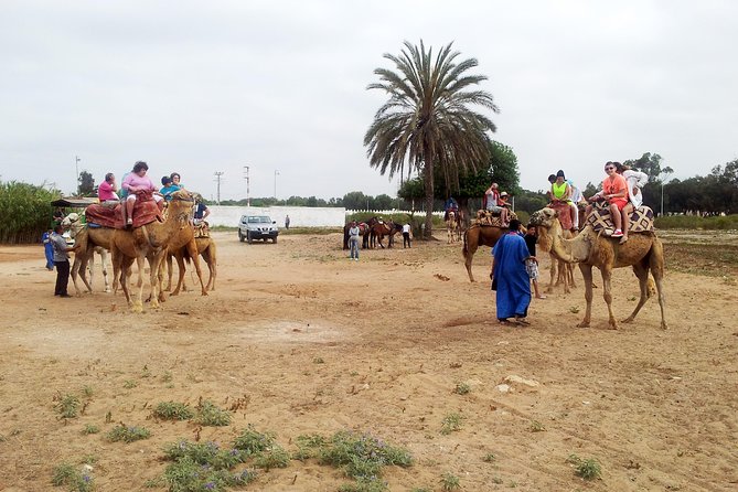 Agadir Camel Riding - Meeting the camels at the authorized ranch