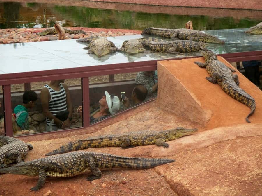 Agadir City Tour & Crocodile Park Adventure & Entry Ticket - Transport, timing, and the real value of $34