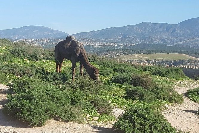 Agadir city tour from riu palace tikida taghazout - Souk El Had: one hour to shop and practice your bargaining