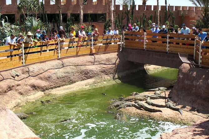 Agadir Crocodile Park Adventure - Seeing more than 300 Nile crocodiles