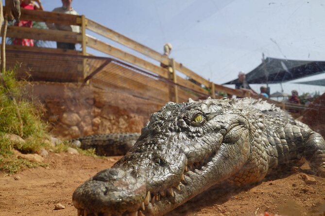 Agadir Crocodile Park Adventure - Anacondas, plants, and the jungle atmosphere