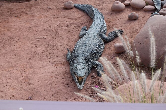 Agadir Crocodile Park Adventure - Who will enjoy this outing most