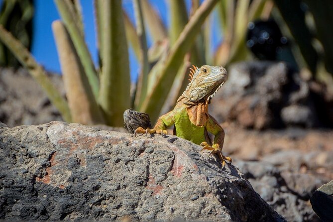 Agadir Crocodile Park Adventure - The drive from Agadir or Taghazout