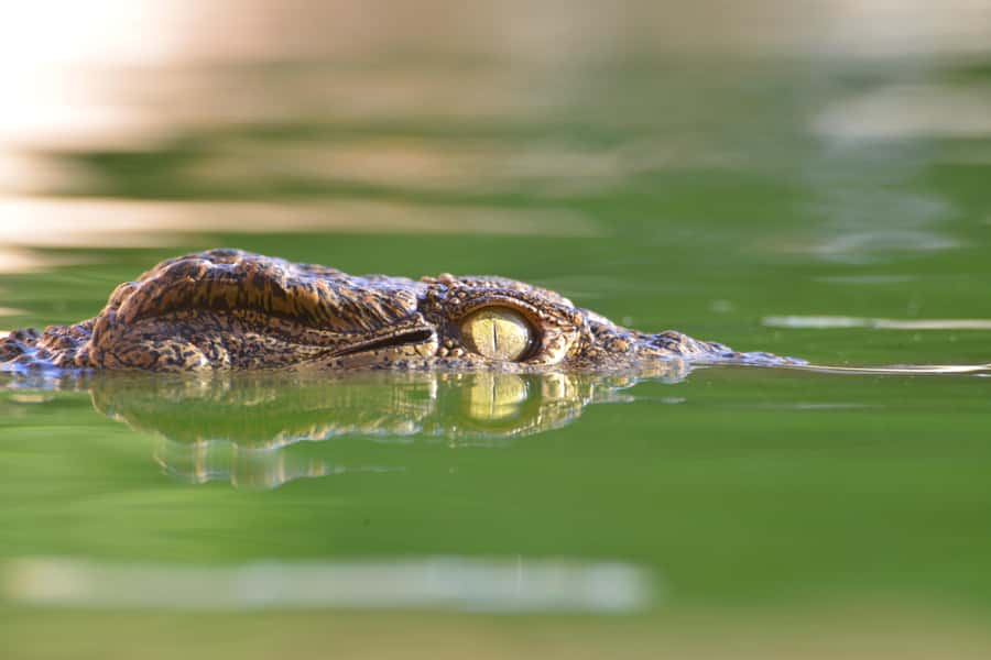 Agadir: Crocoparc Skip-the-Line Entry Ticket - Crocoparc Agadir: more than a crocodile enclosure