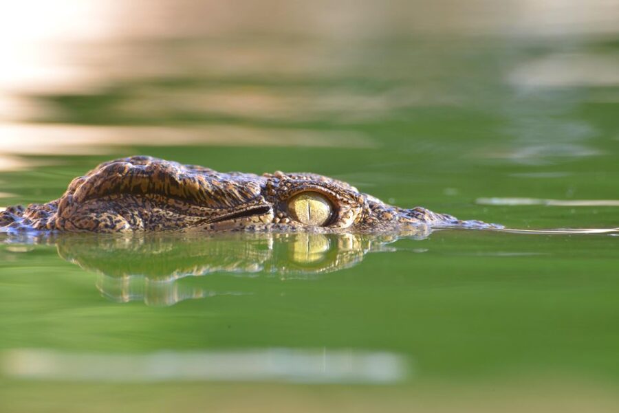 Agadir: Crocoparc Skip-the-Line Entry Ticket - Five garden areas that soften the visit