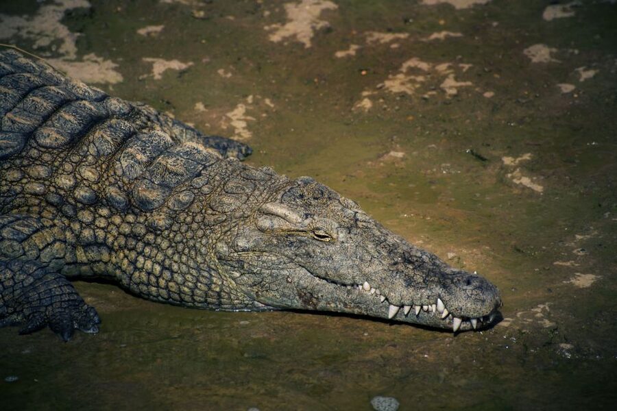 Agadir Crocoparc: Ticket and Transfer - Entering Through the Giant Crocodile Head