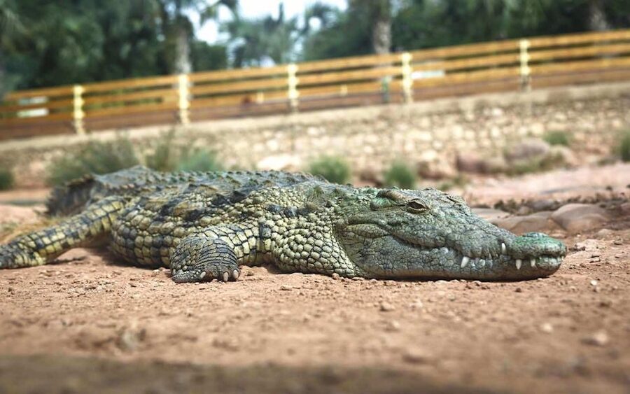 Agadir Crocoparc: Ticket and Transfer - Giant Bamboo, Palms, and Tropical Plants