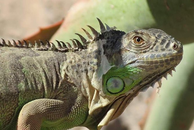 Agadir Crocoparc Transfer & Admission tickets - What happens from hotel pickup to the park entrance