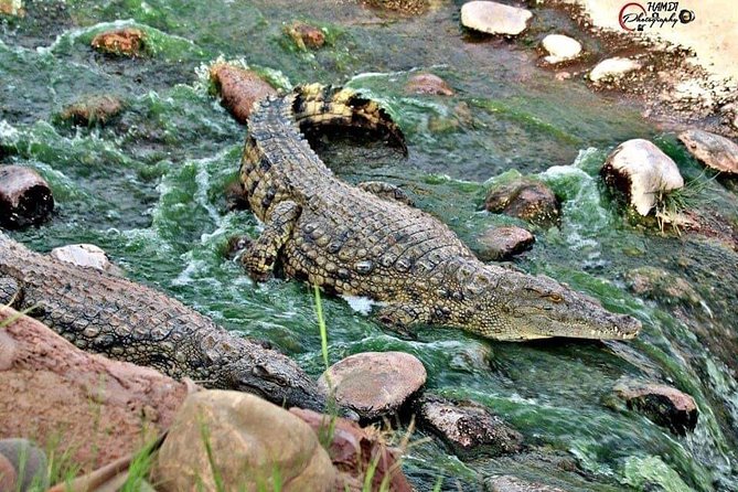 Agadir Crocoparc Transfer & Admission tickets - Who will enjoy this most?